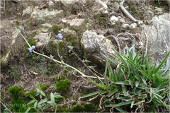 Cyanotis adscendens
